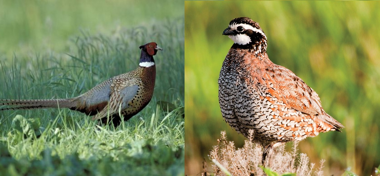 Correcting 7 Common Myths about Quail and Pheasant Hunting | OutdoorHub