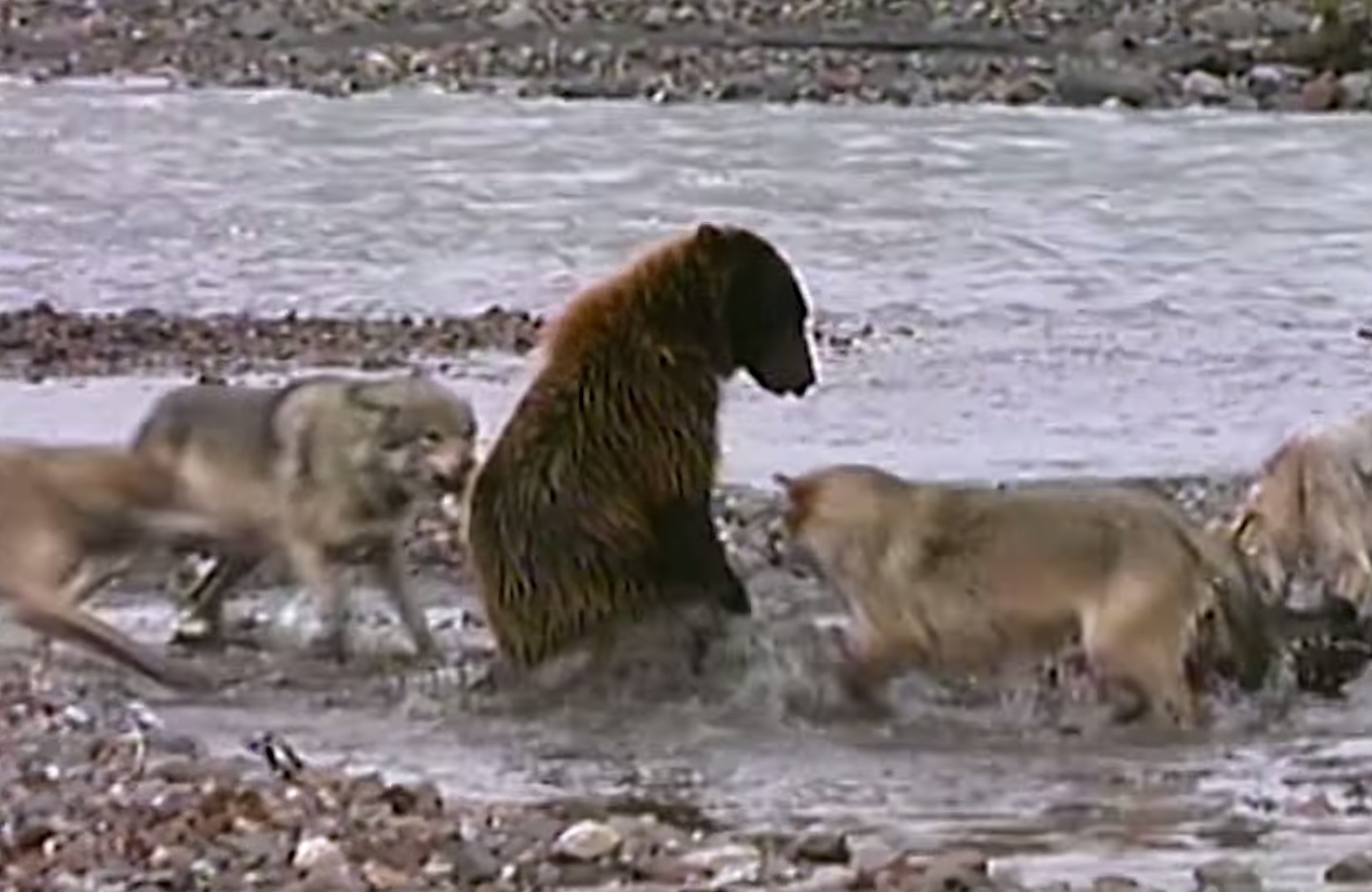 grizzly bear fight wolves