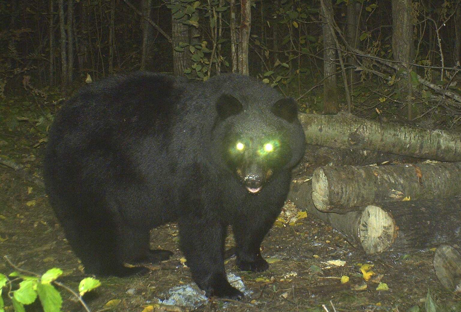 are black bears nocturnal or daytime animals