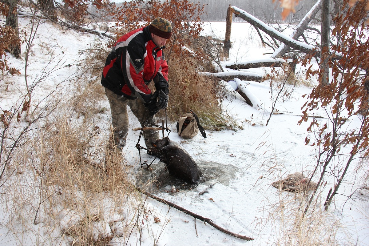 What You Need To Know About Beaver Trapping