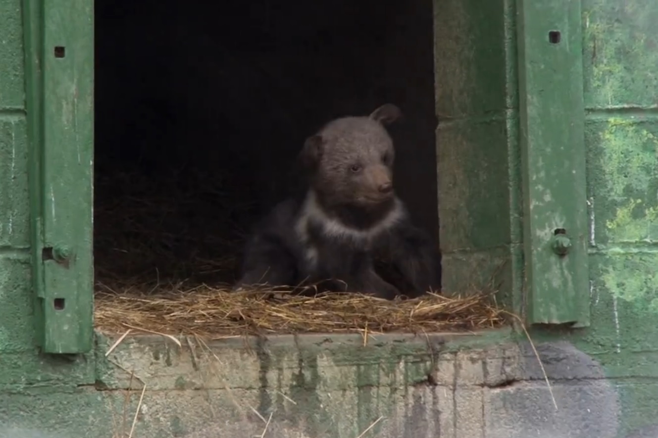 Video: Ever Wonder What a Kodiak Bear Cub Looks Like? | OutdoorHub1329 x 885