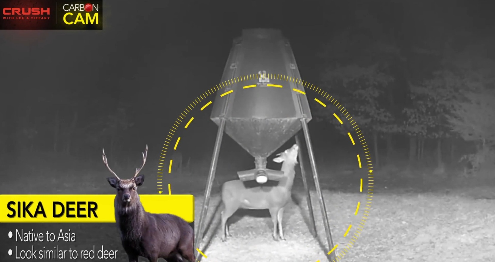Video: Iowa Trail Cam Captures Footage of Sika Deer Next to Whitetails |  OutdoorHub