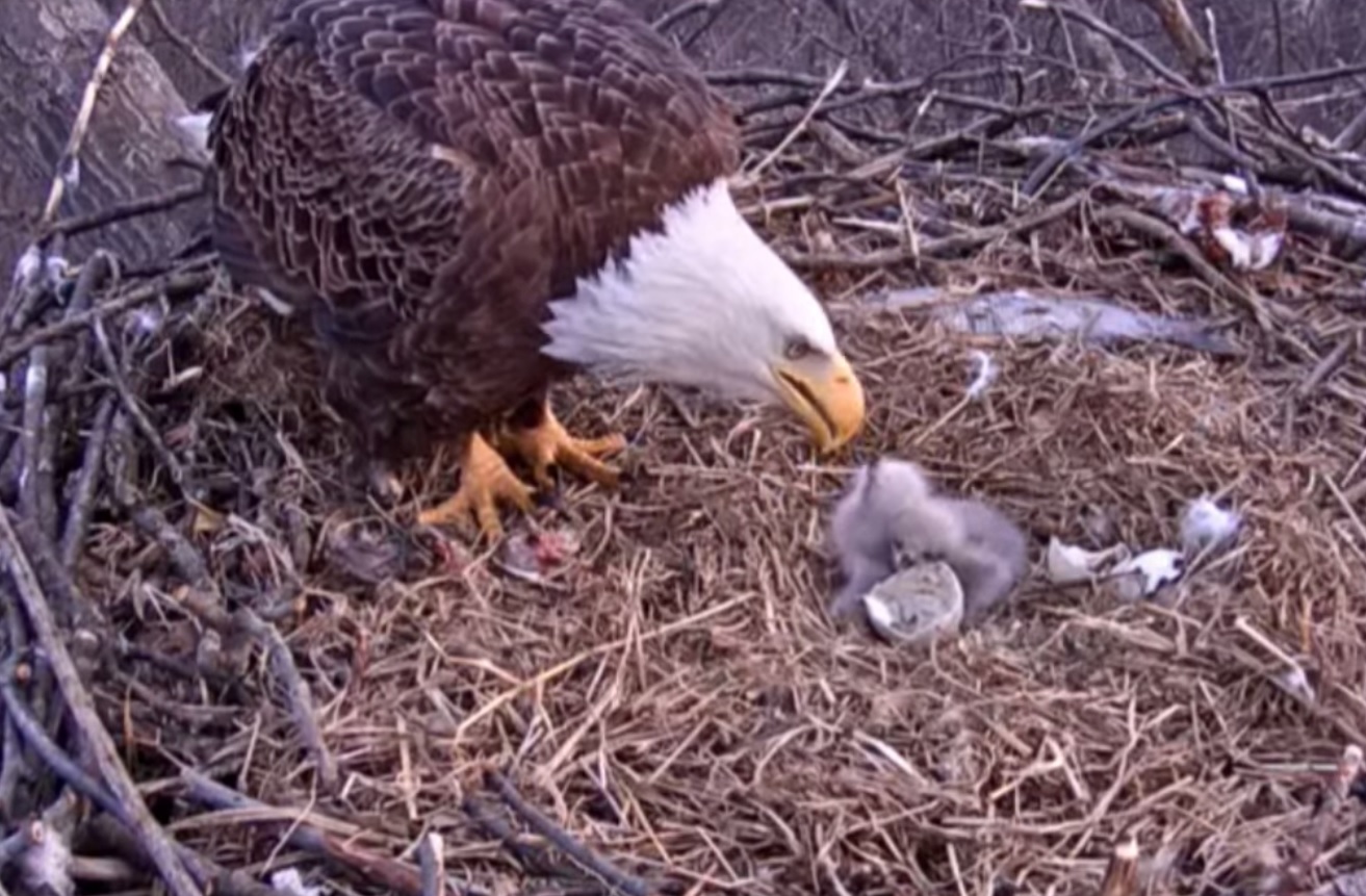 Video: Momma Eagle Caught Feeding Her Chicks on Livecam | OutdoorHub