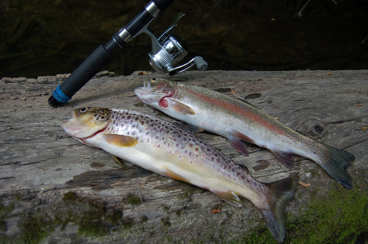 Hendrickson Hatch - Northern Michigan - Trout Fishing