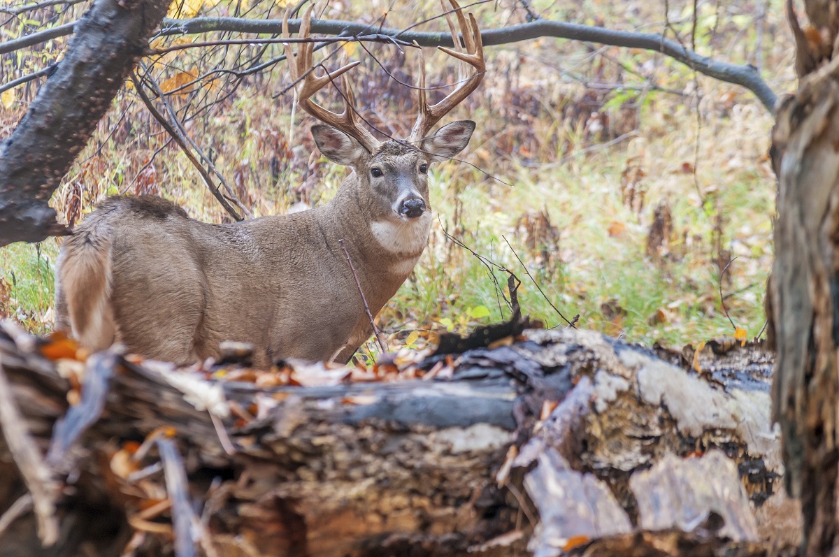 Can Boone And Crockett Club Stats Lead You To A Trophy Whitetail ...