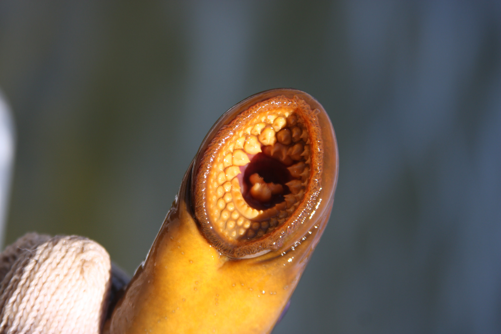 Nephyla lamprey