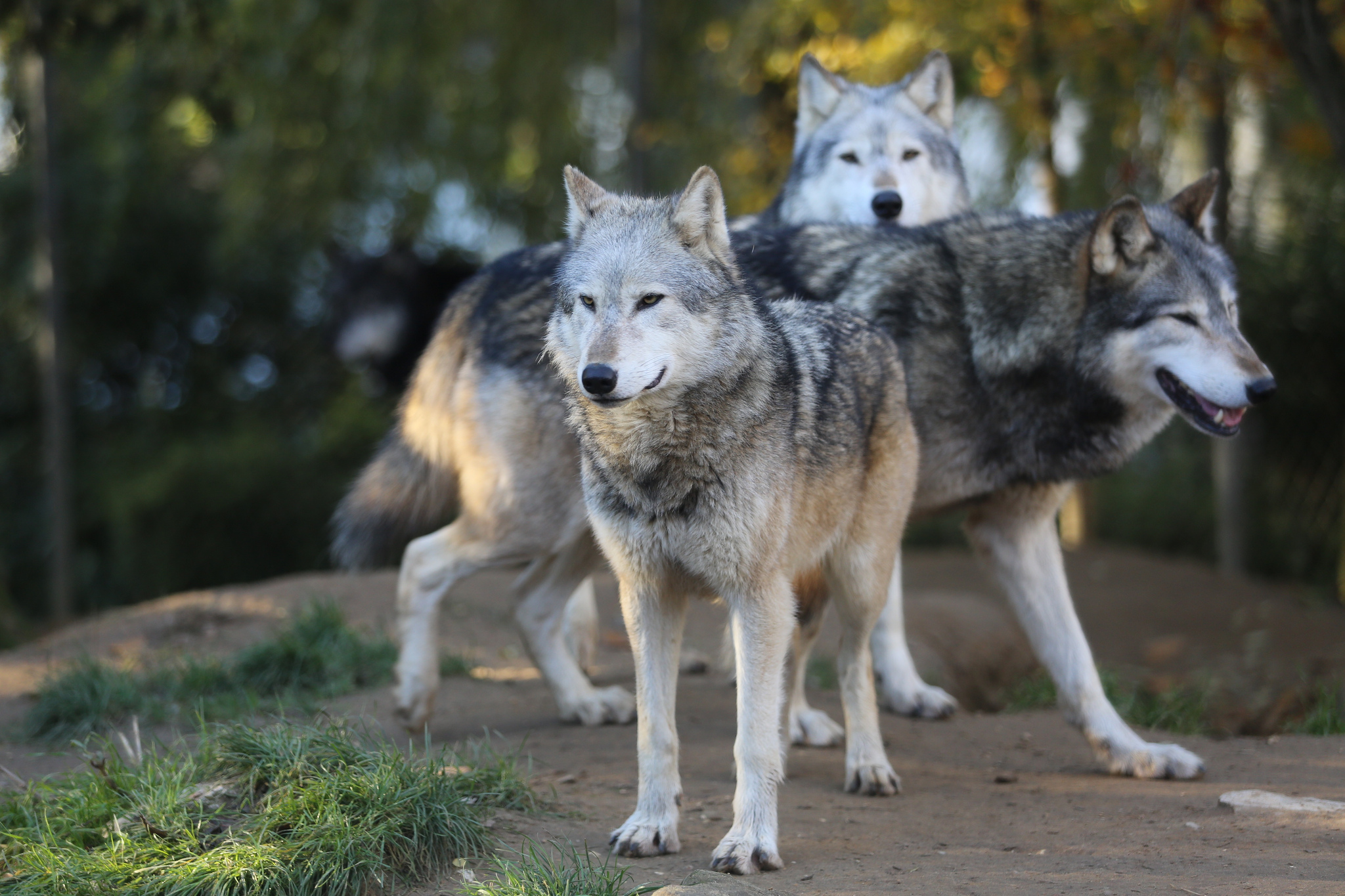 Oregon s Newest Wolf Pack May Be Growing OutdoorHub