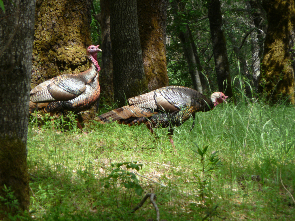 Strong Turkey Numbers Propel Michigan into Number 7 Spot for Turkey