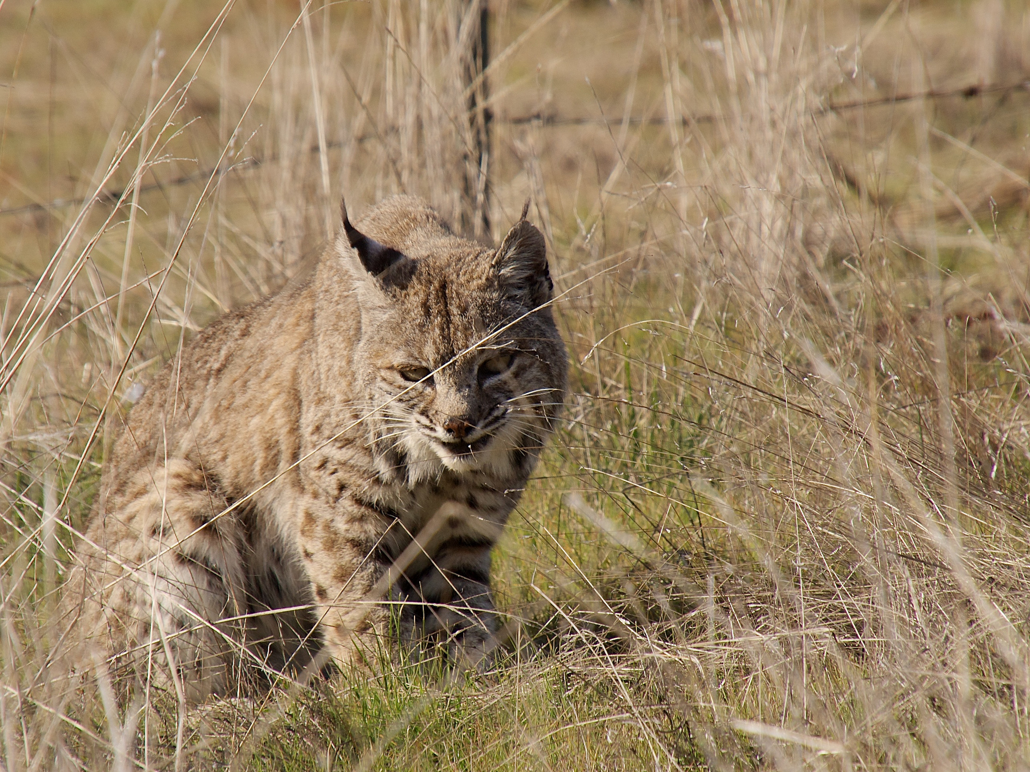 Video: Leaping Bobcat Nearly Turns Turkey Hunter into the Hunted ...