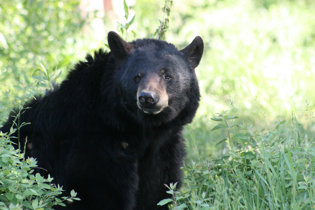 Indiana Confirms First Black Bear Sighting in 144 Years | OutdoorHub