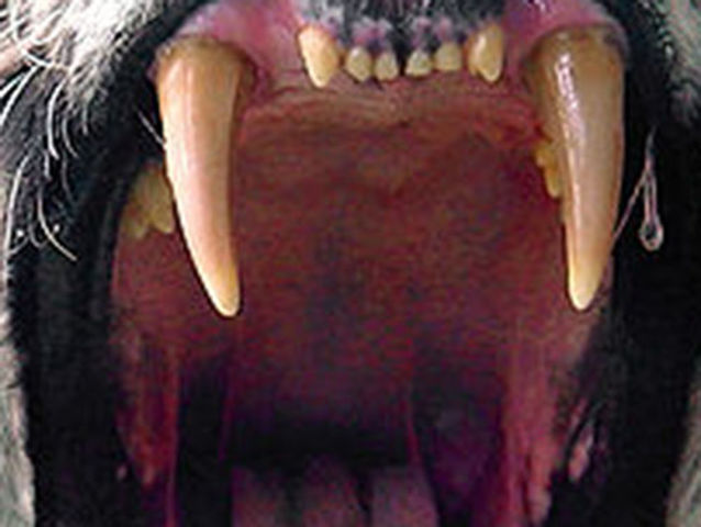Quiz: Can You Guess Which Animals These Mouths Belong To? | OutdoorHub