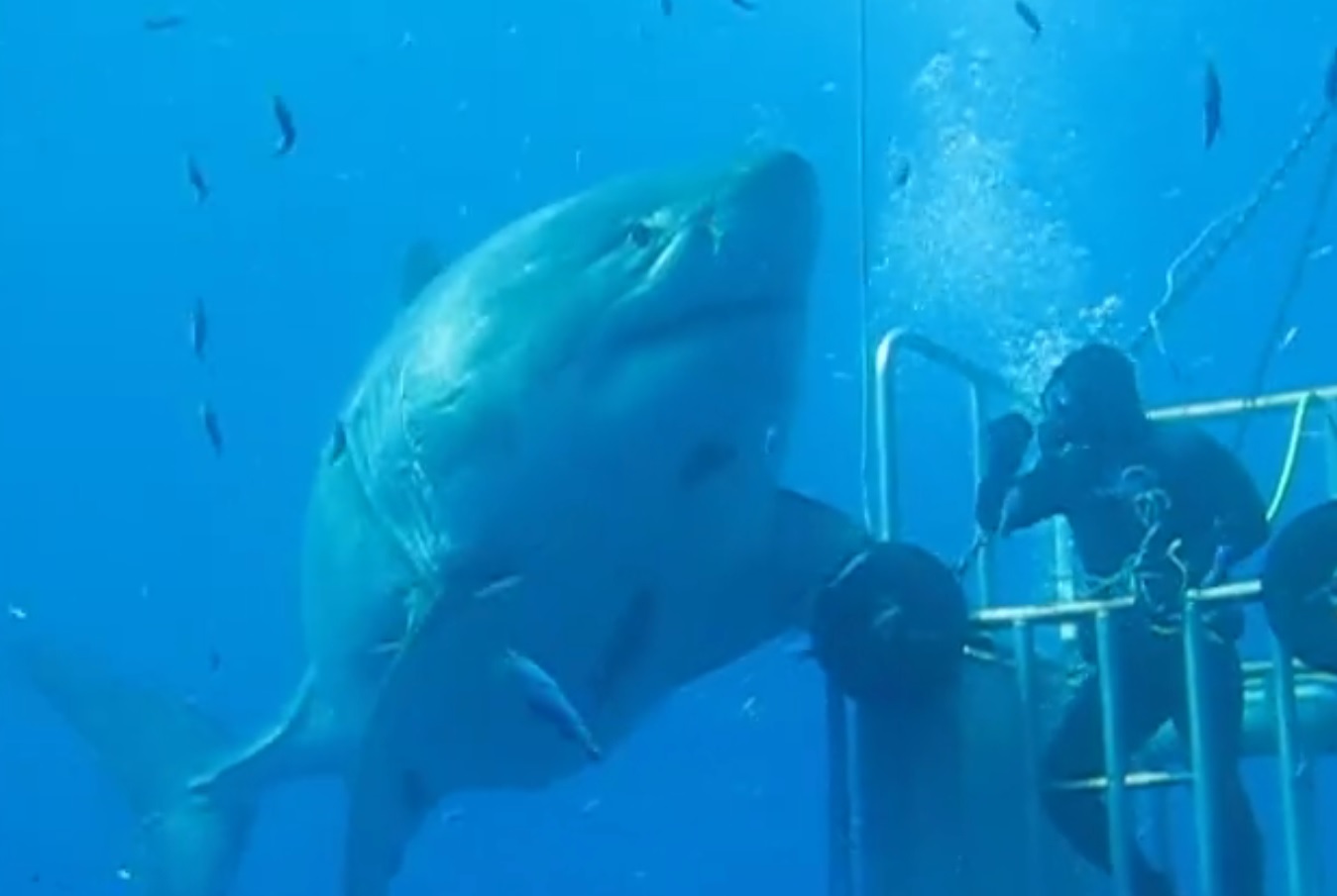 video-is-this-20-foot-great-white-shark-the-largest-ever-recorded