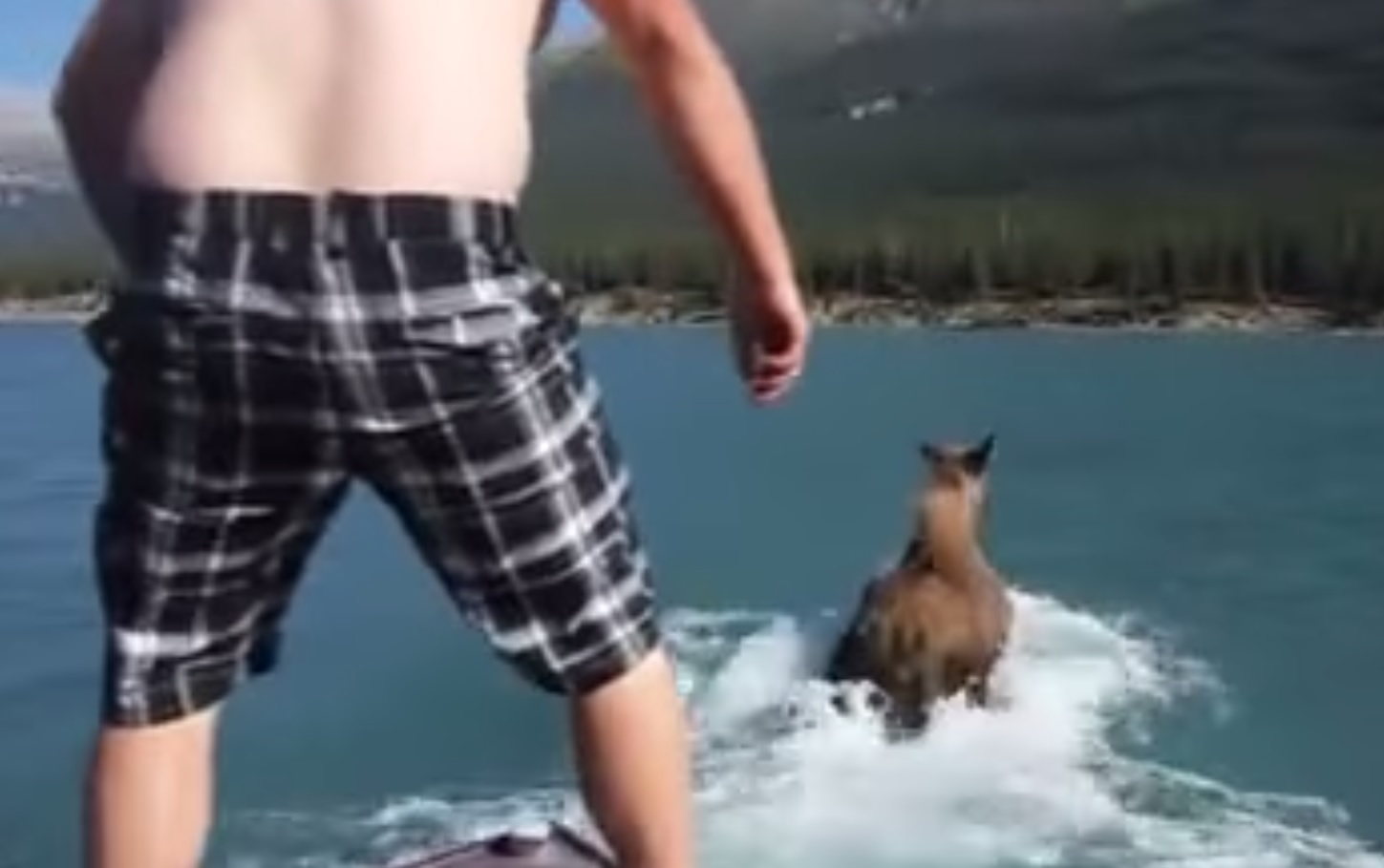 Video: Drunk Man Rides Swimming Moose after Chasing It ...