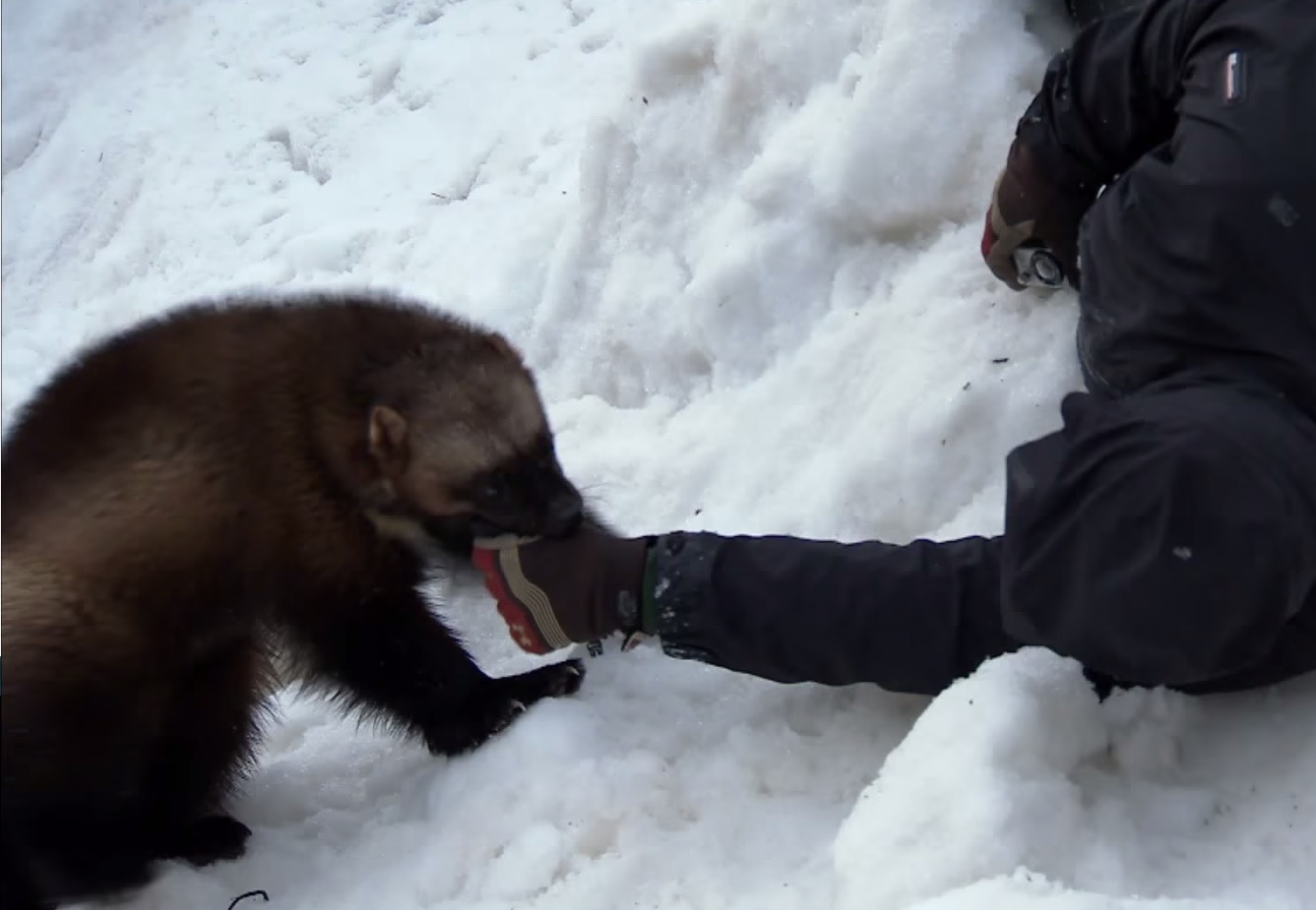 Video Alaska Man Trains Wolverine for Winter Rescue