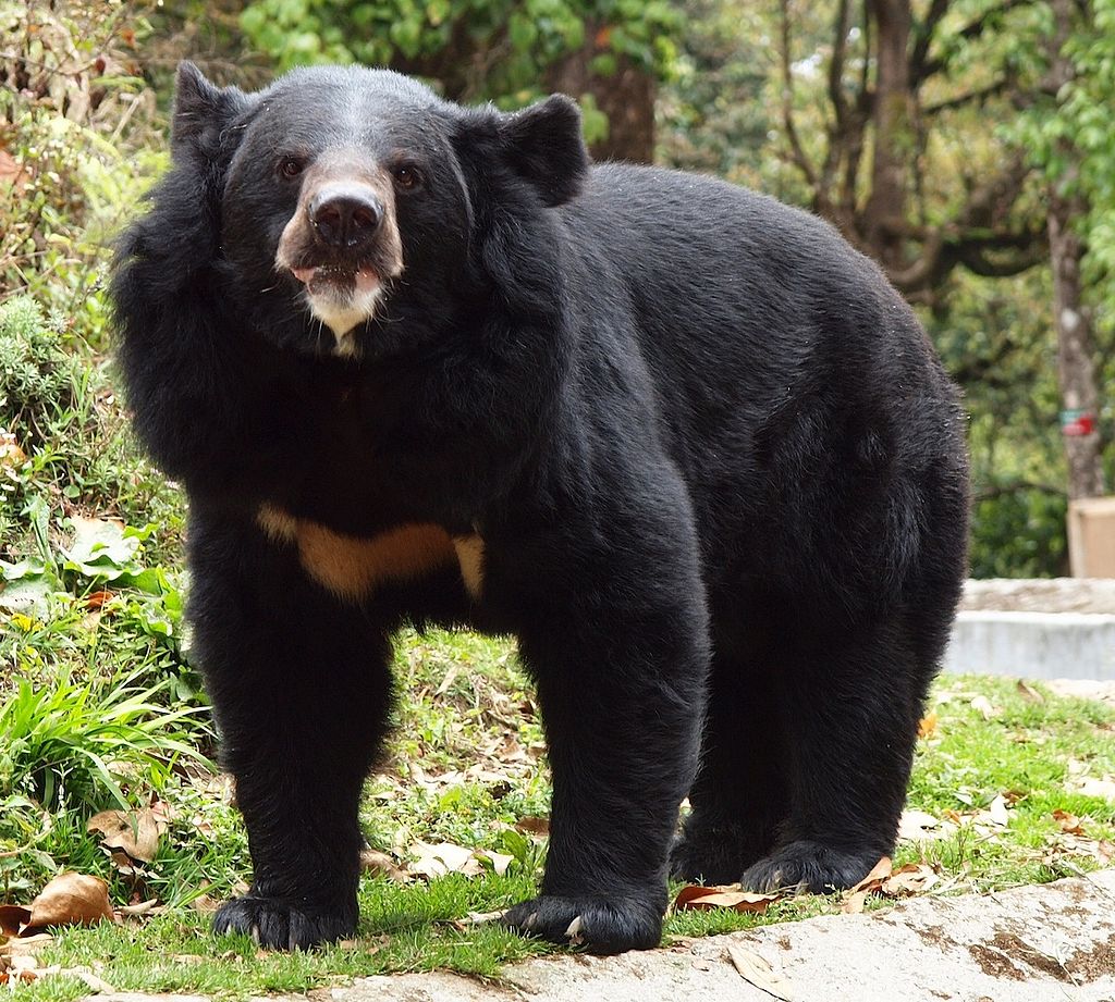 dogs that look like black bears