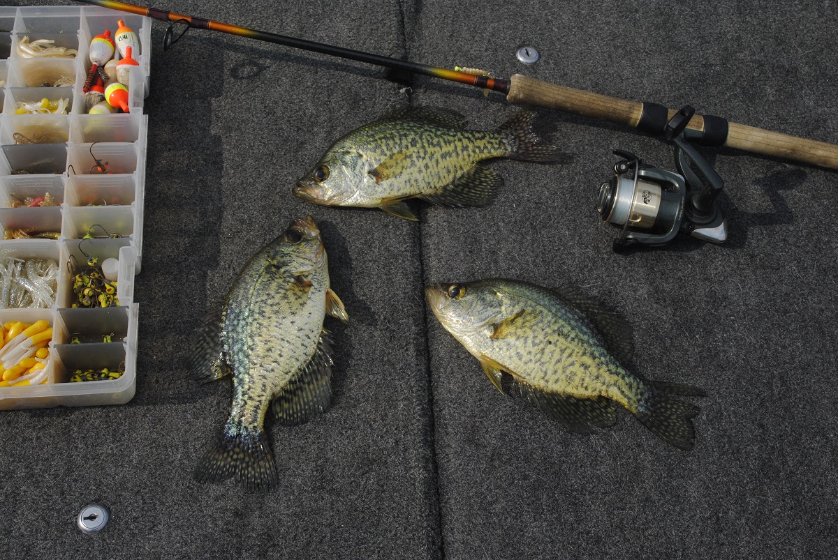 Michigan's Summer Crappie Bite is Topnotch OutdoorHub