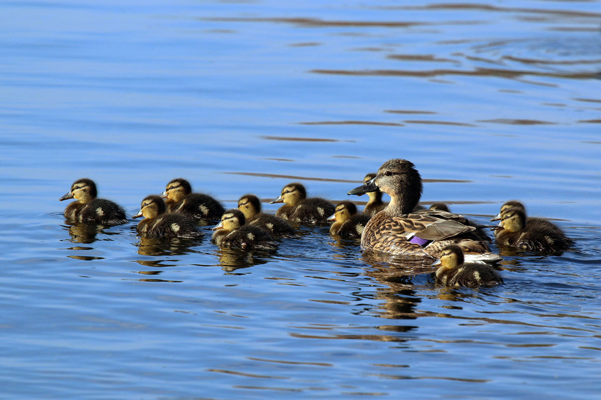 Survey North American Duck Numbers Remain High OutdoorHub