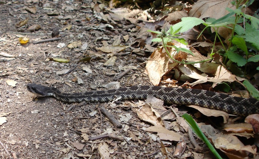The Top 10 Deadliest Snakes in North America OutdoorHub
