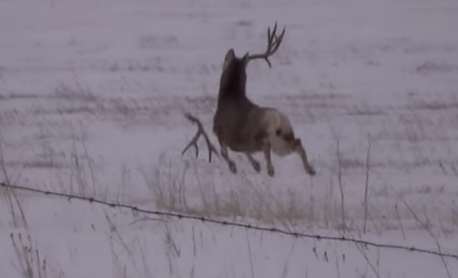 video-bouncing-mule-deer-loses-its-antlers-outdoorhub