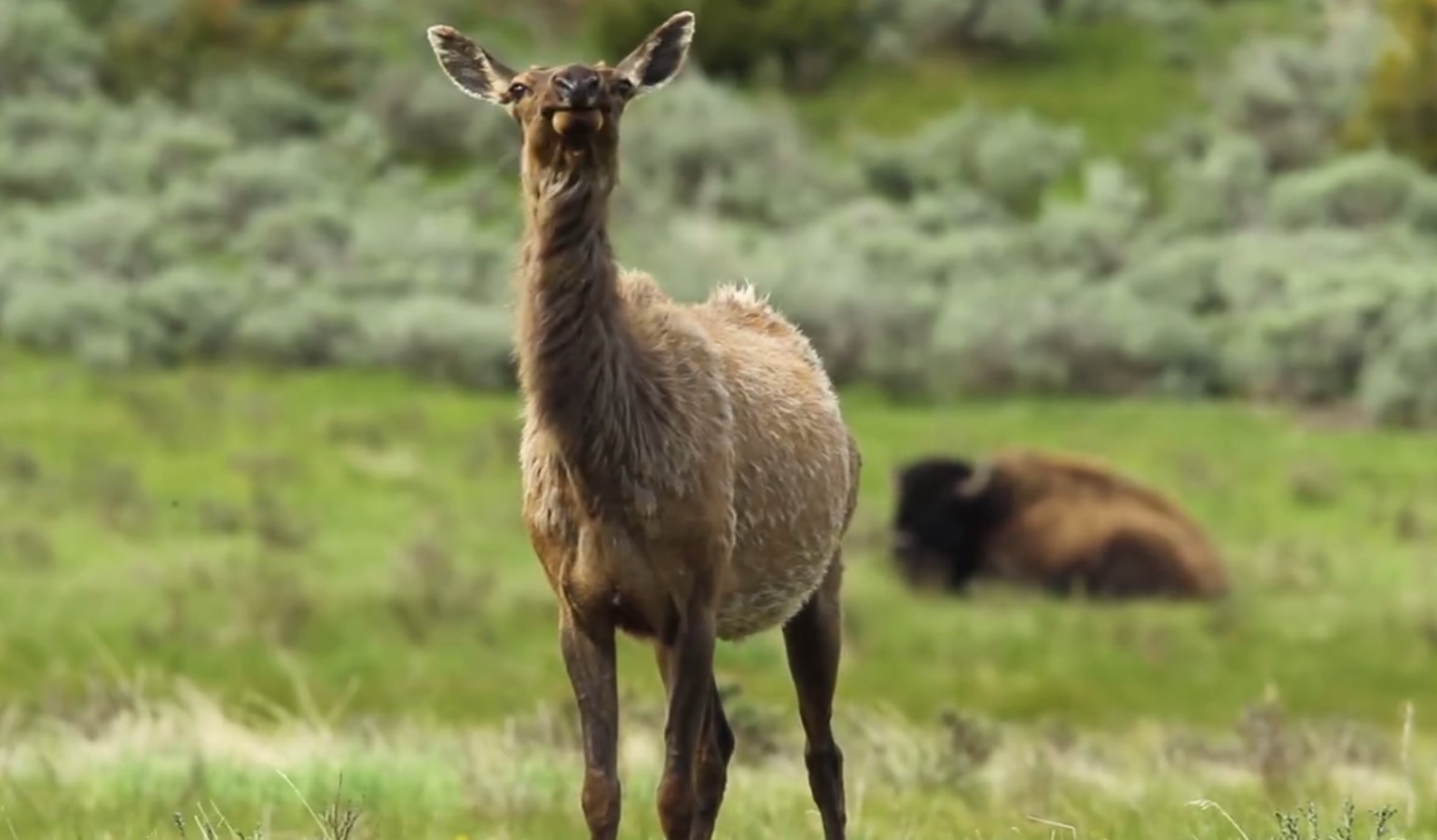 Video Have You Ever Heard an Elk Bark? OutdoorHub