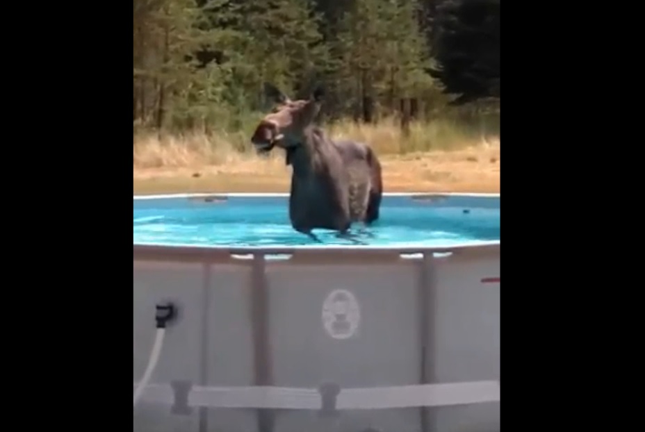 Video: Idaho Moose Hogs Above-ground Pool  OutdoorHub