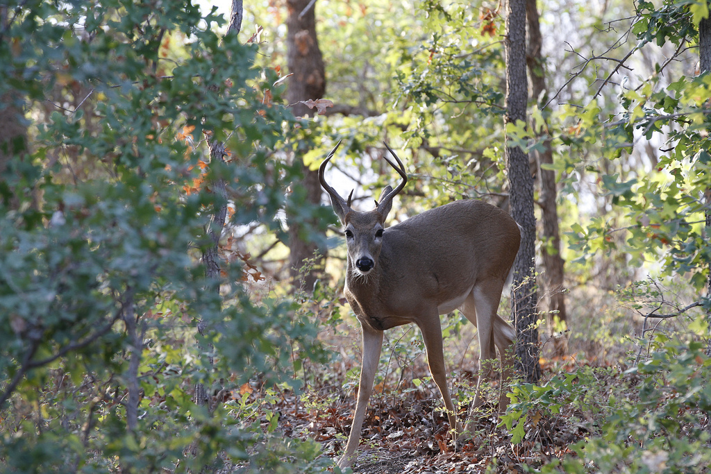 Virginia Bans Deer Urine Attractants Due to CWD Fears | OutdoorHub