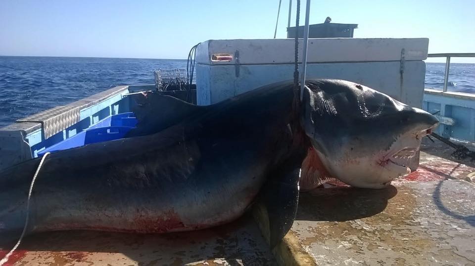 mysterious-car-sized-tiger-shark-reportedly-caught-in-australia