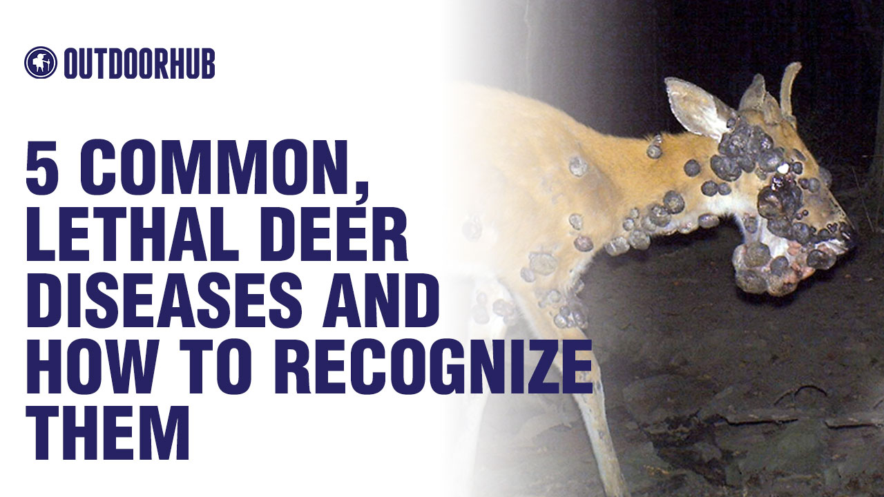 Video How to Recognize 5 Common, Lethal Deer Diseases OutdoorHub