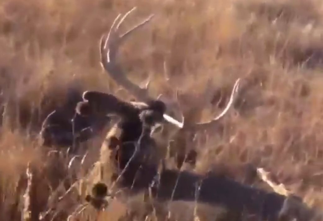 Video: Hunter Gets Close Enough to Bedded Mule Deer to Wake It Up ...