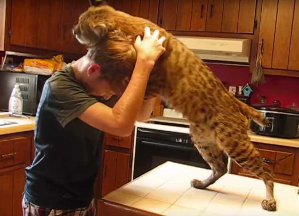 See The Moment A Human Met A Massive Bobcat - hzm4c0k