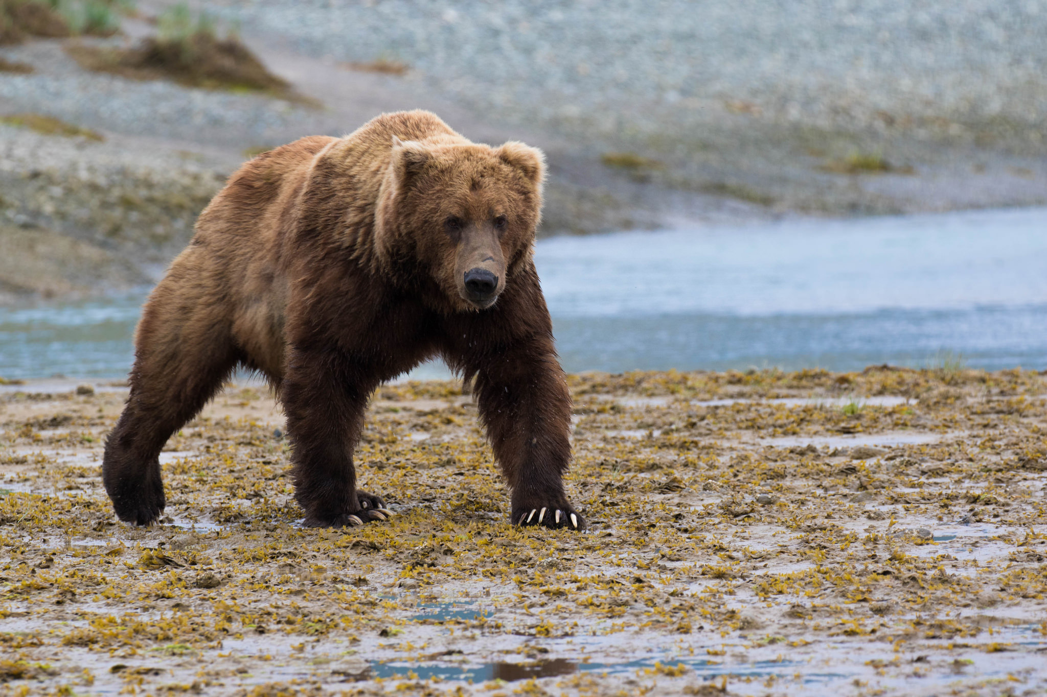 Yellowstone Grizzly Bear Kills Hiker in Suspected Predatory Attack