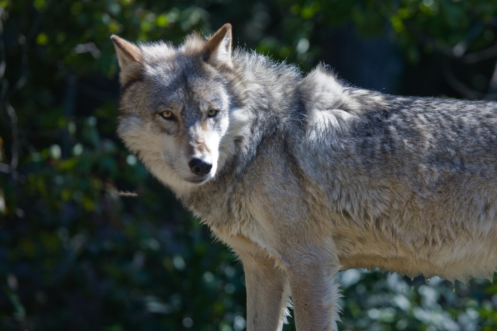 Michigan DNR Confirms Presence Of Wolf In Lower Peninsula OutdoorHub