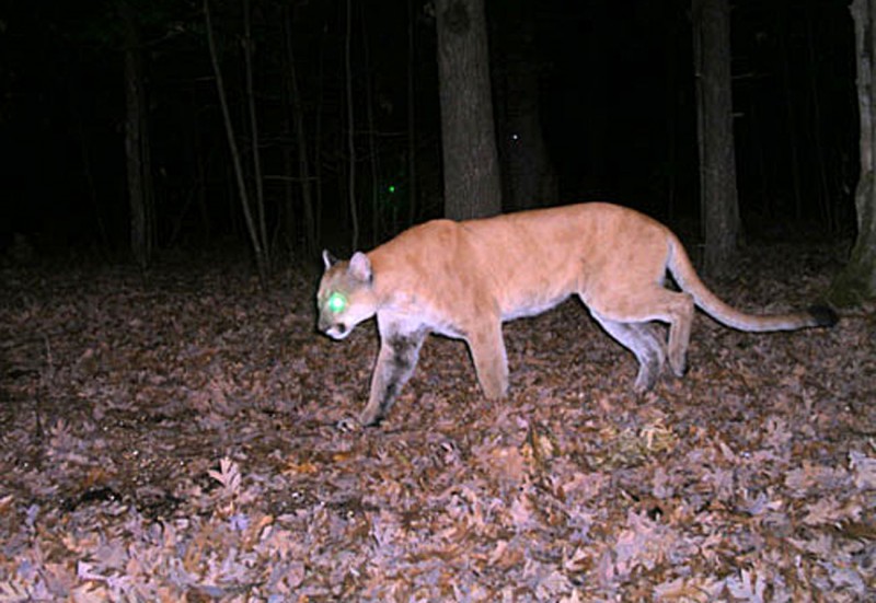 WI Cougar Sightings Continue, No Evidence They're Settling Down