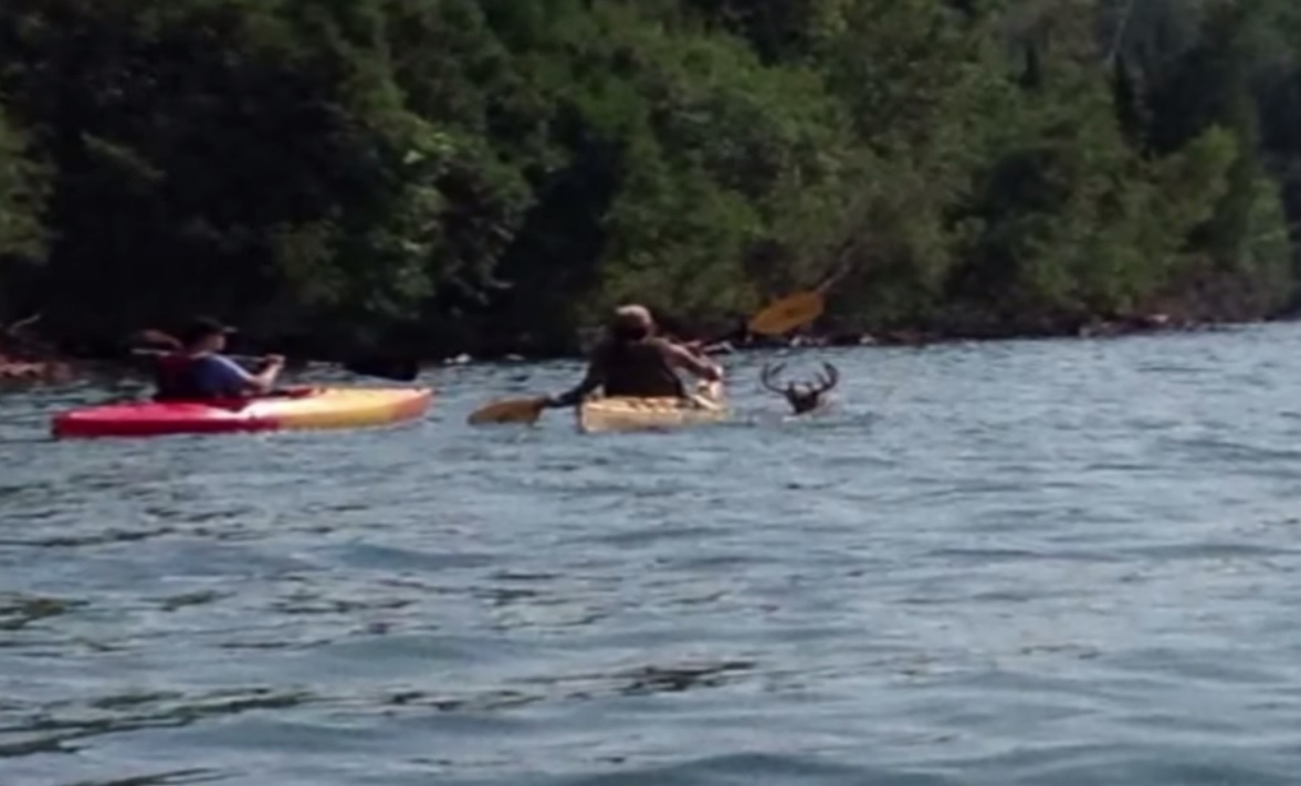 wisconsin kayakers rescue buck from underwater cave wisconsin kayakers rescue buck from underwater cave