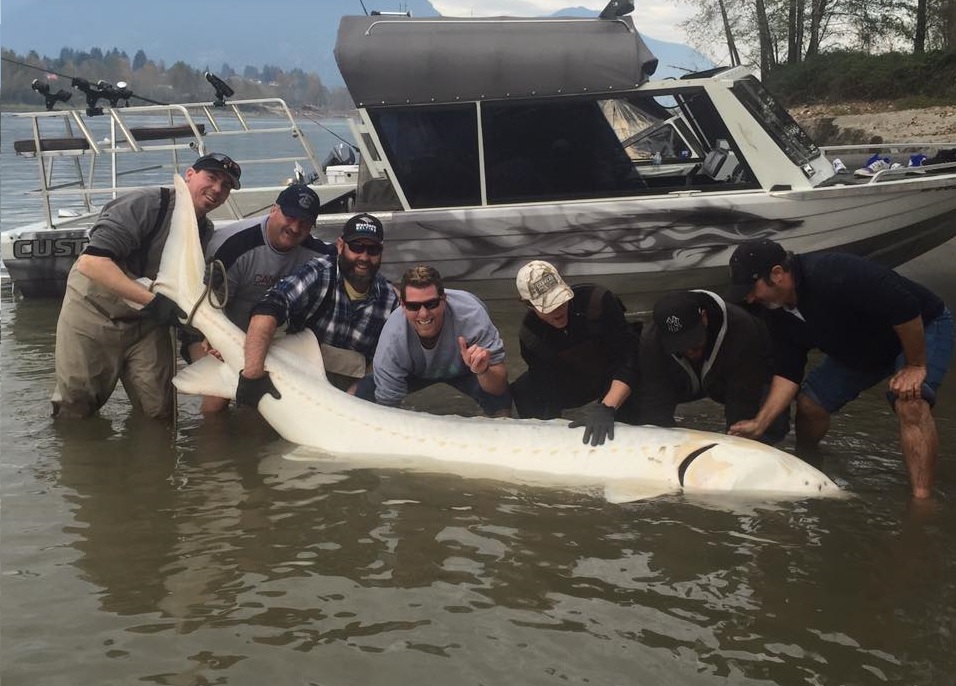 Angler in British Columbia Lands Massive Albino Sturgeon | OutdoorHub