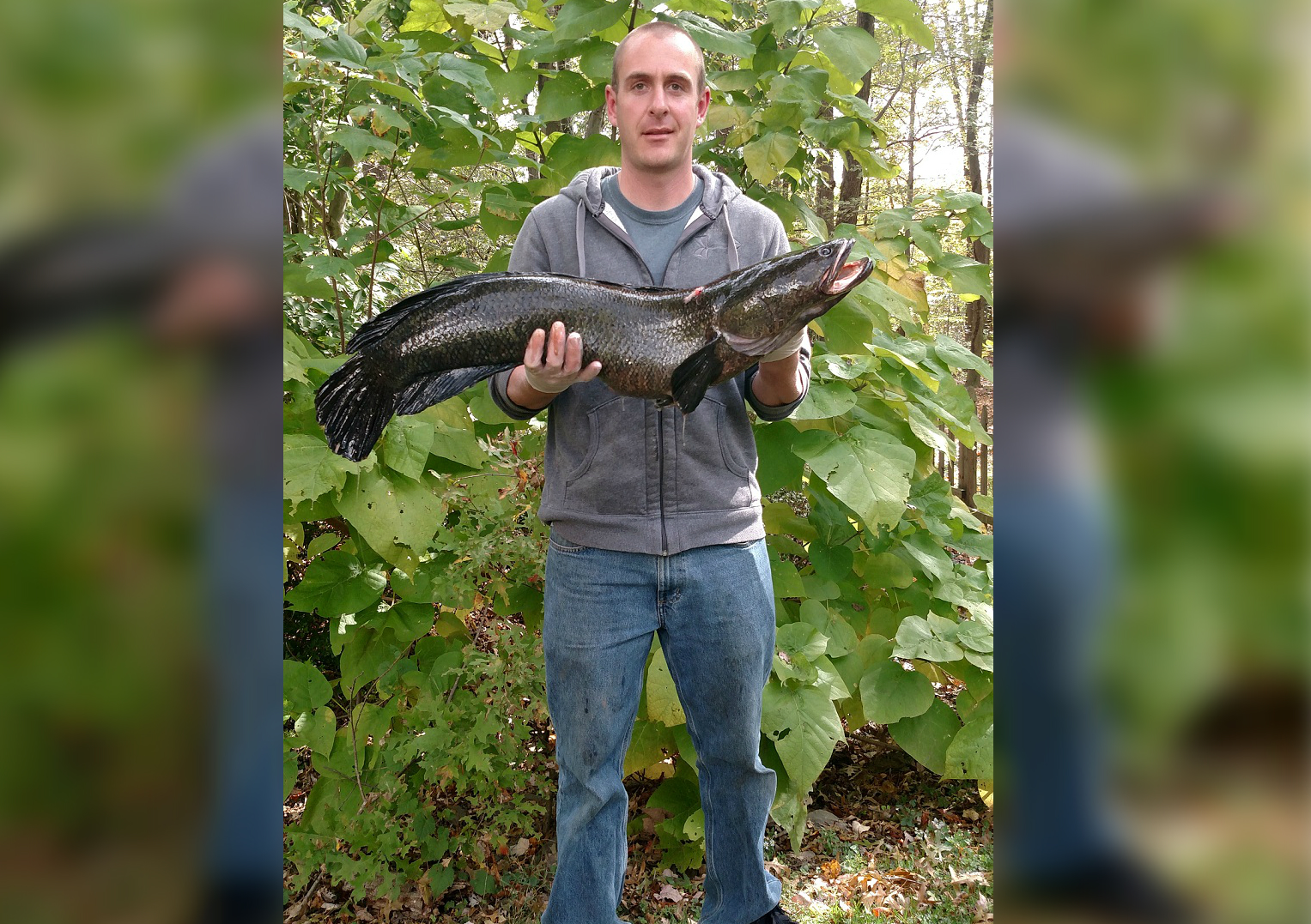 Maryland Bowfisherman Takes State Record Snakehead OutdoorHub