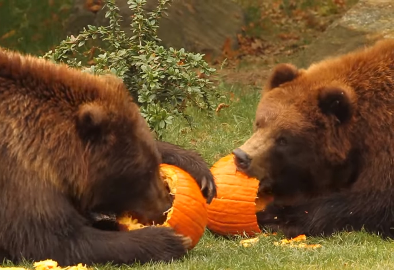 Massachusetts Bear Spotted Eating Pumpkins | OutdoorHub