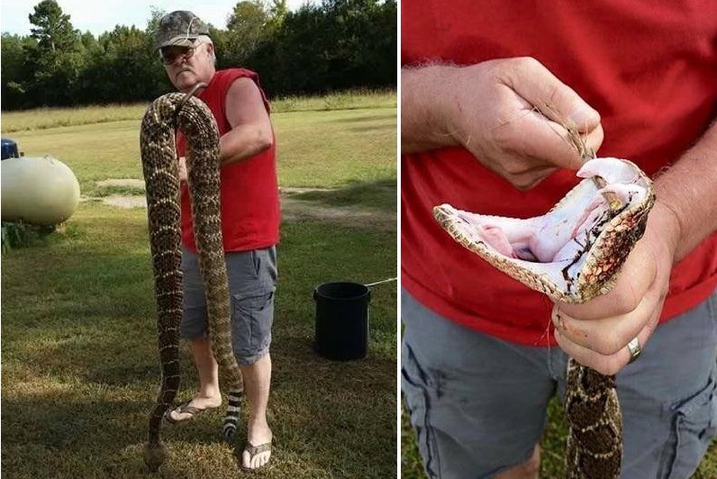 largest rattlesnake ever caught