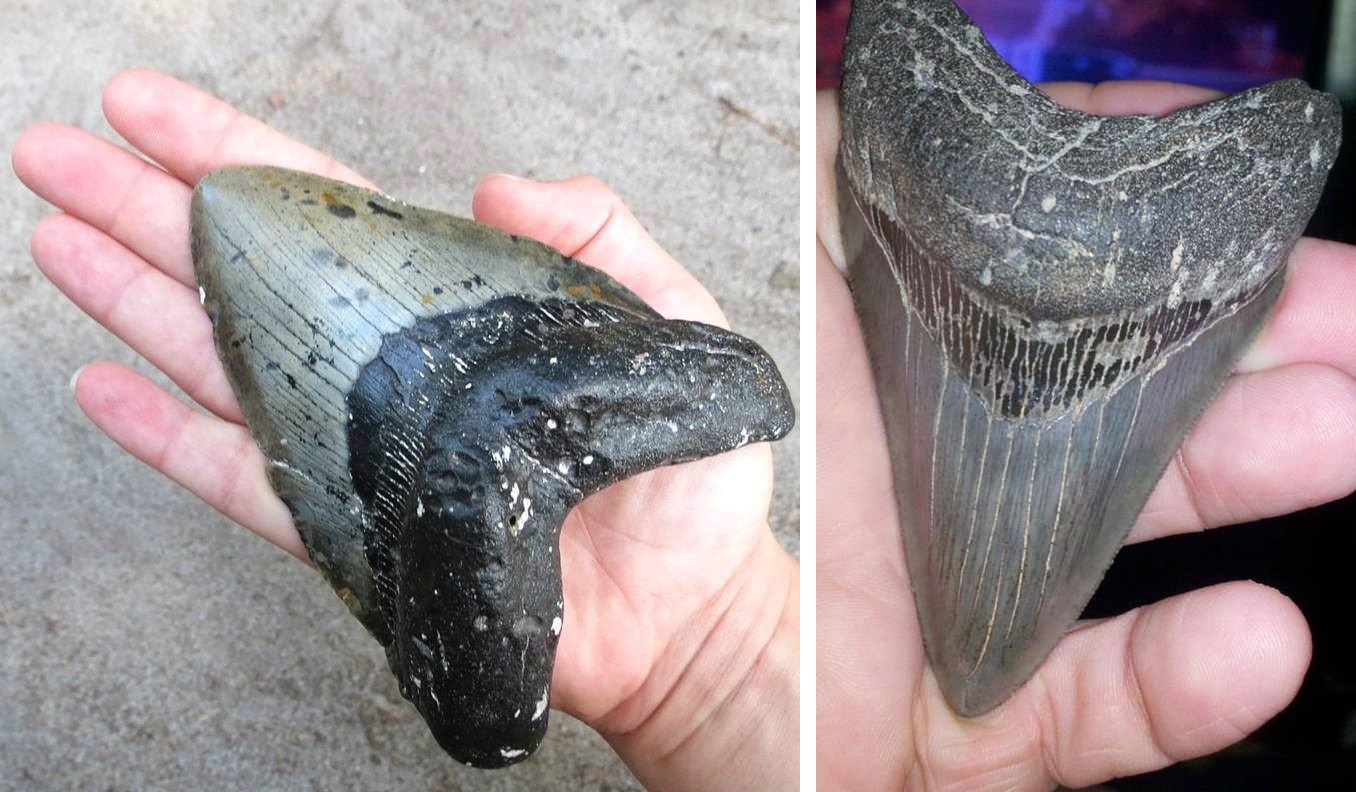 Megalodon Shark Teeth Wash up on North Carolina Coast | OutdoorHub