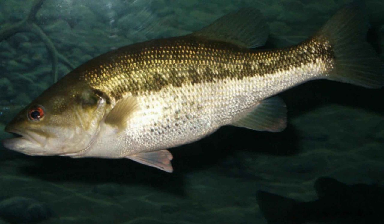 Surefire Tactics for Catching Fall Bass | OutdoorHub