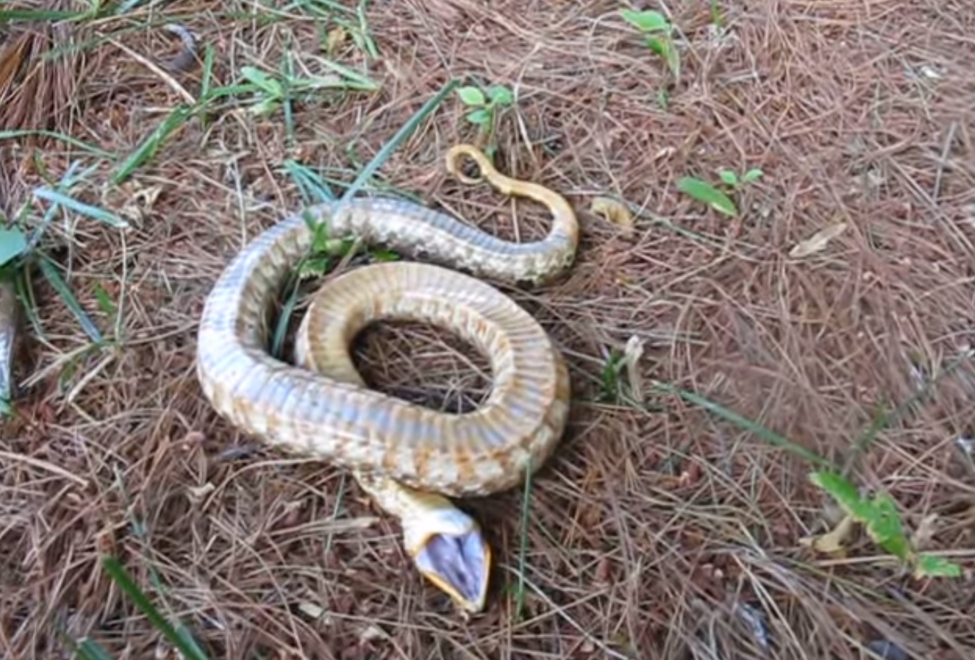 Coiled Grass Snake playing dead by lying upside down with