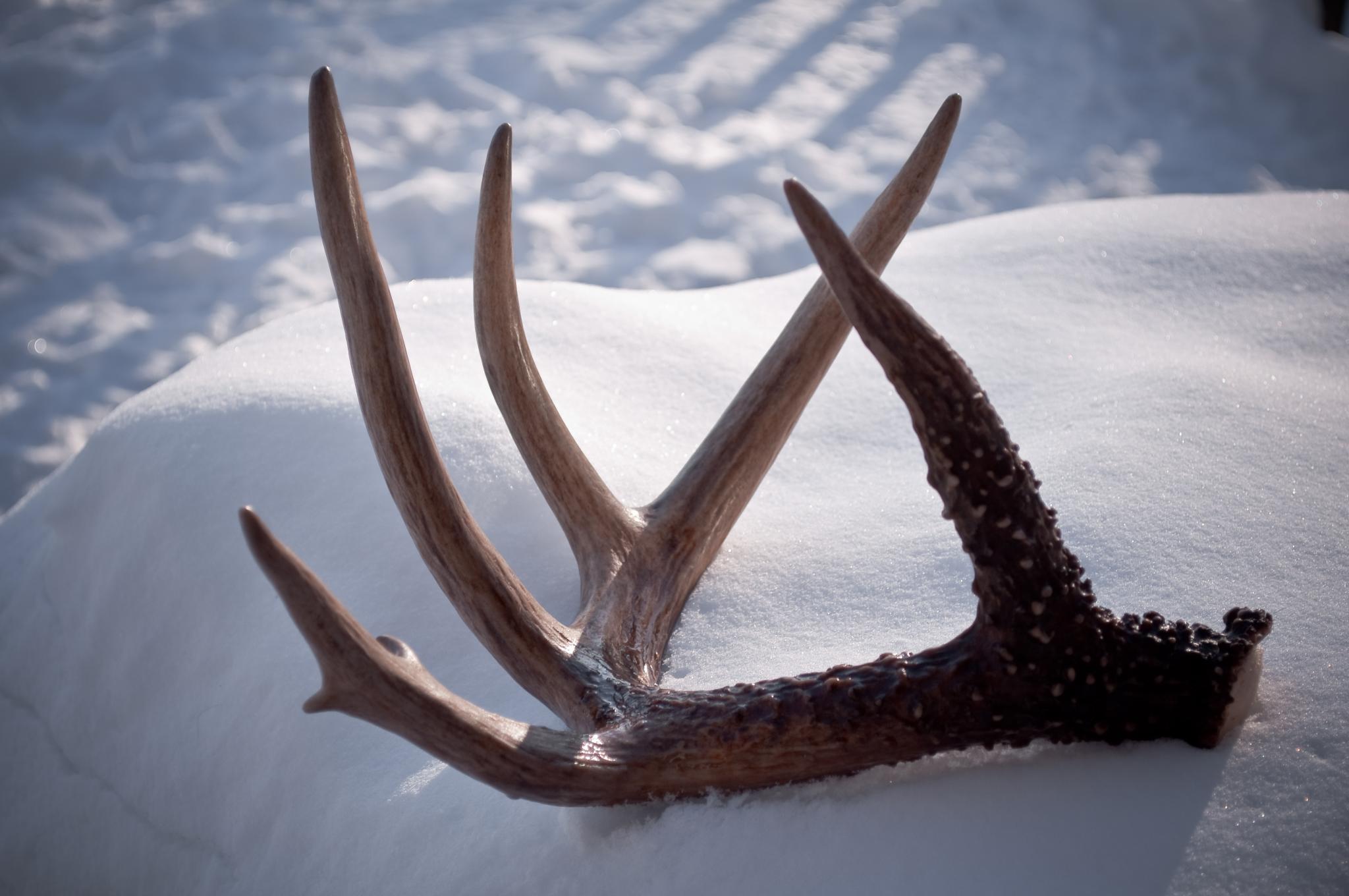 How To Determine How Much Antlers Are Worth OutdoorHub
