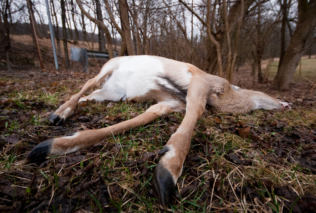 which species of deer may not be hunted in washington which species of deer may not be hunted in washington