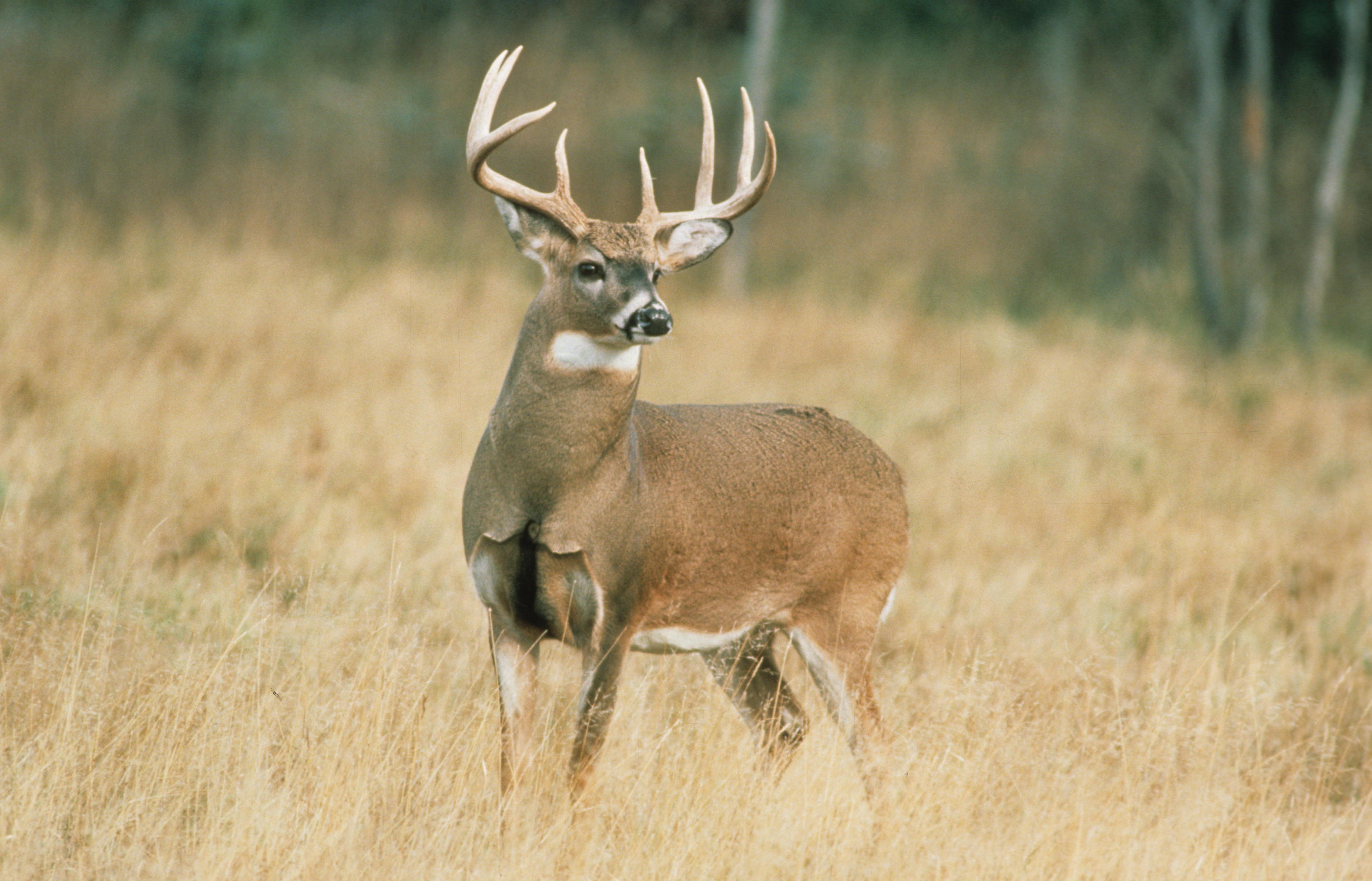 10 Things You Must Know about Deer Senses | OutdoorHub