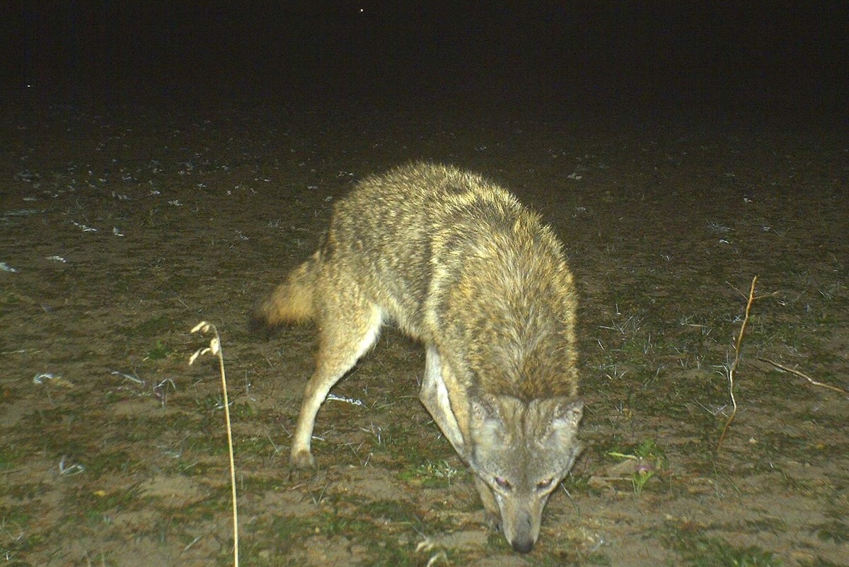 Controlling Coyotes to Protect Deer Hunting: Part 2 | OutdoorHub