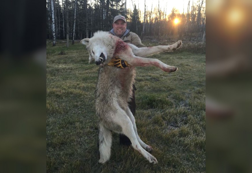 outdoorhub-officials-massive-wolf-rumored-to-be-shot-in-michigan-actually-from-canada-2015-11-13_15-54-23-872x600.jpg