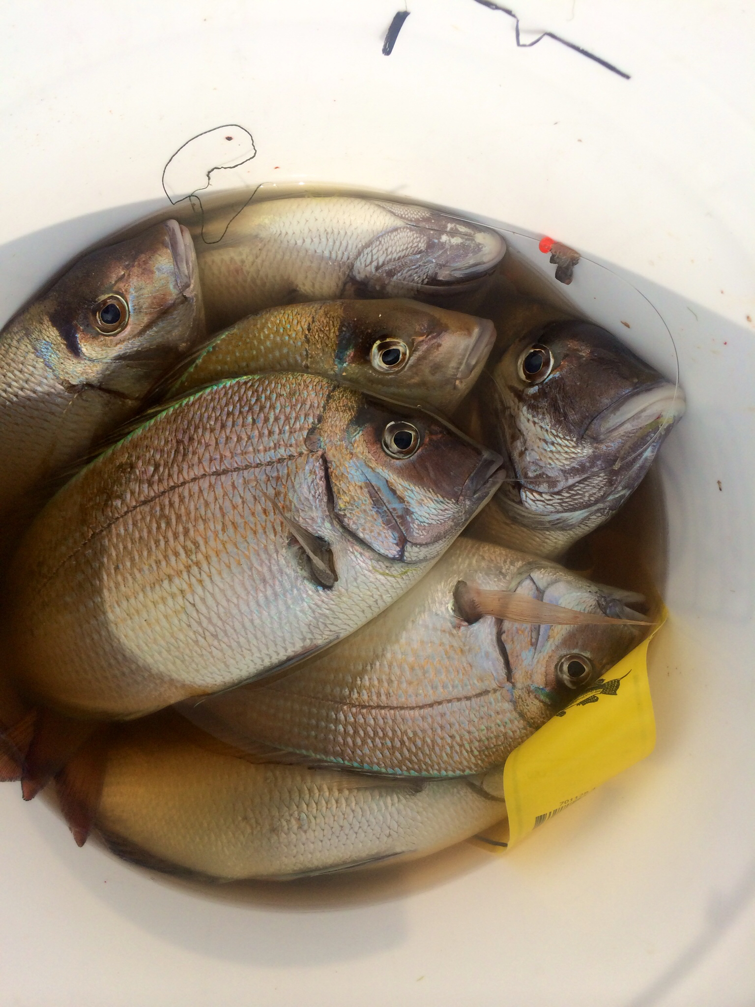 Top 10 Most Harvested Saltwater Fish In The US OutdoorHub