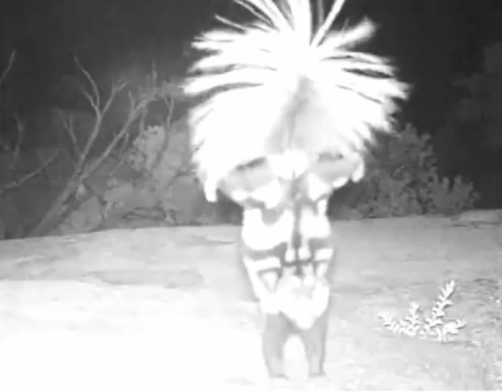 Video Trail Cam Captures Skunk Doing A Handstand Outdoorhub