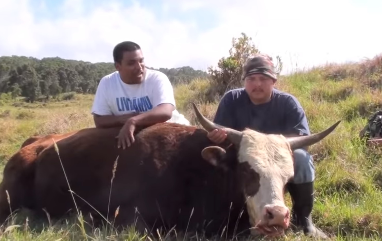 Strange stories about cows Strange stories about cows