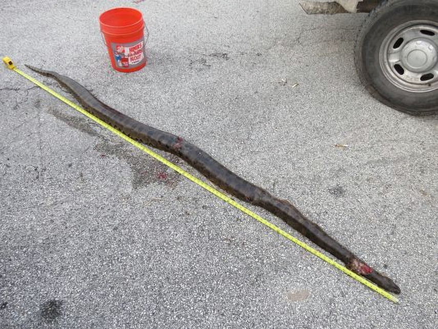 Florida Wildlife Officers Shoot 9 foot Anaconda In The Wild OutdoorHub